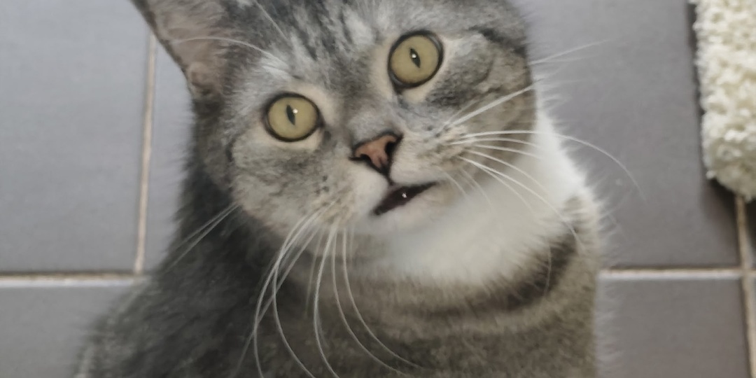 Кот Филя мечтает о доме 🐾