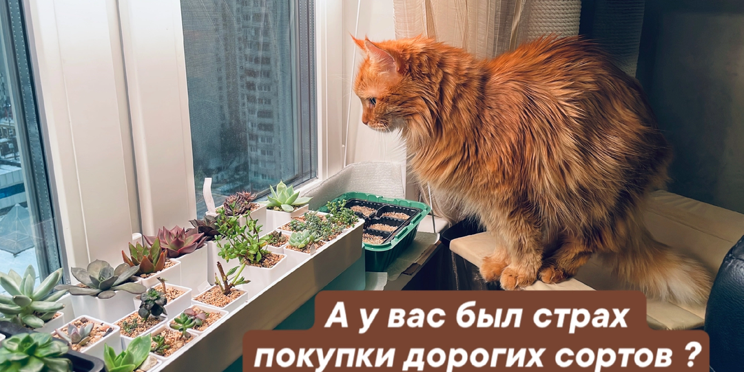 🌵 Почему я так хорошо понимаю страх новичка перед дорогими сортами суккулентов