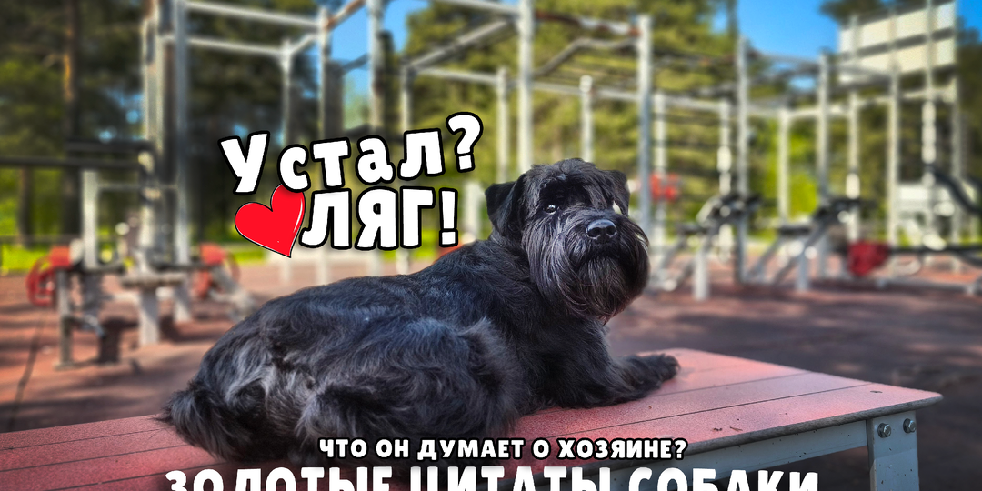 Хозяин глазами собаки. Он опять что-то делает. Зачем? 🛠️🐕