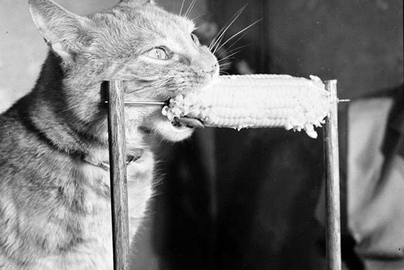 Чем кормили кошек и собак 100 лет назад?