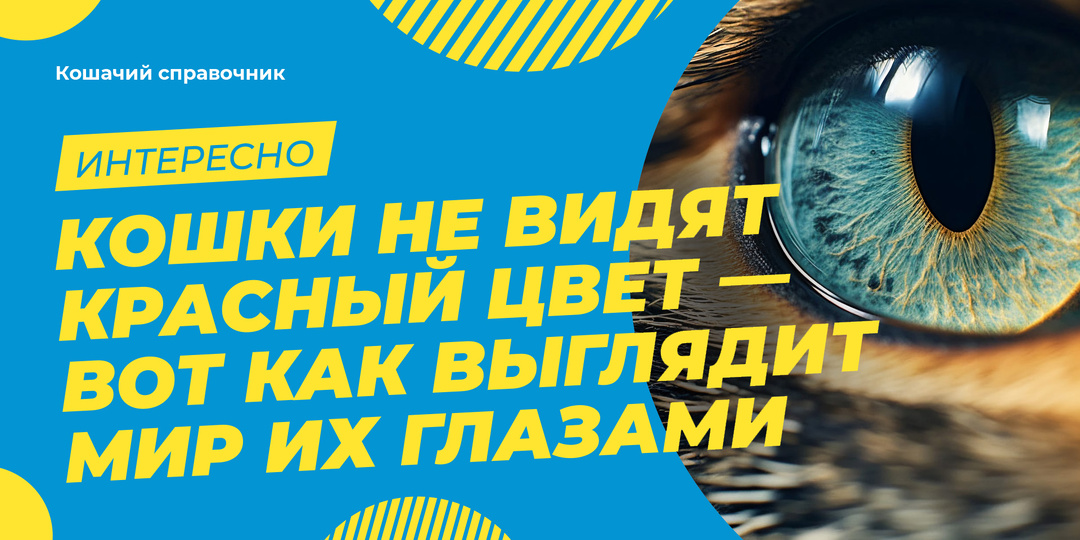 Кошки не видят красный цвет — вот как выглядит мир их глазами
