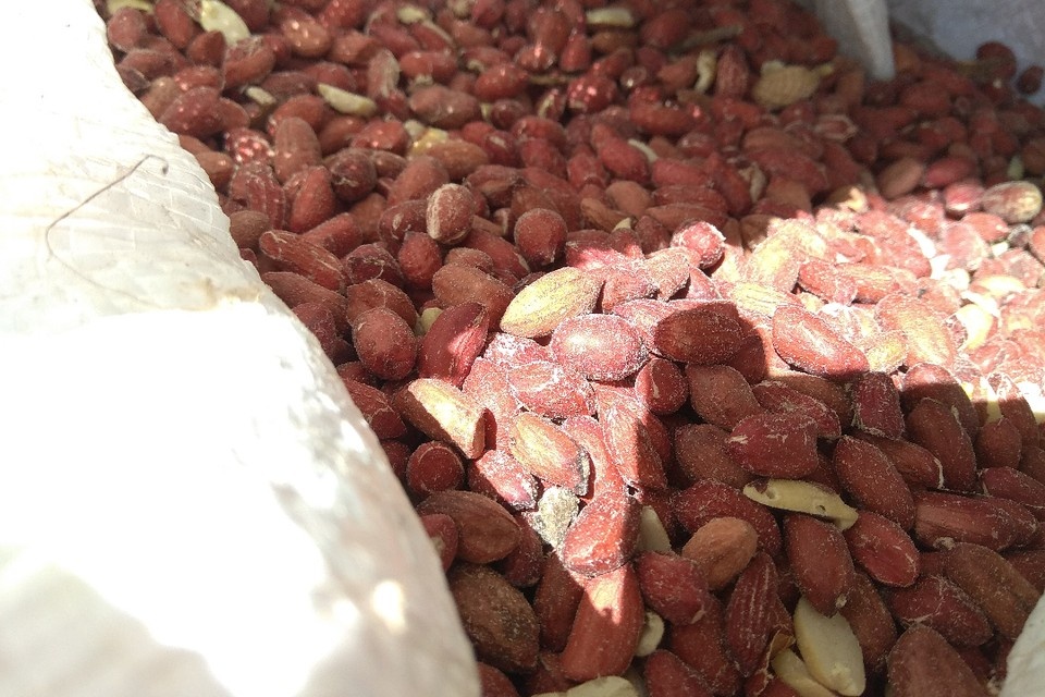    Вредители запасов зерна опасны для продуктов питания. Фото: пресс-служба Северо-Западного межрегионального управления Россельхознадзора