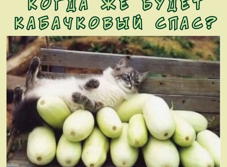 Новая порция забавных мемов