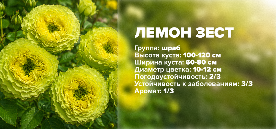 РОЗЫ С «ЗЕЛЁНЫМ ГЛАЗОМ»: ТОП-7, ПОЖАЛУЙ, САМЫХ НЕОБЫЧНЫХ РОЗ НА ПЛАНЕТЕ