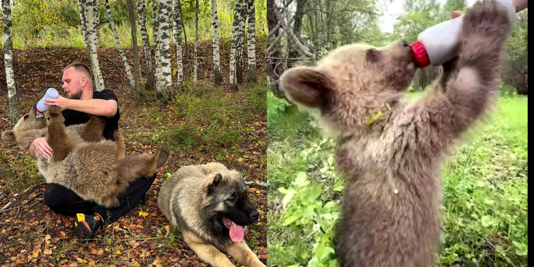 Участок мечты найден 🐻 «Земля прайда» готовится к большому расширению 🥹
