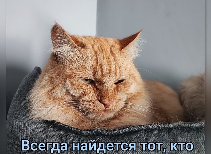 Котомемы, веселая подборка