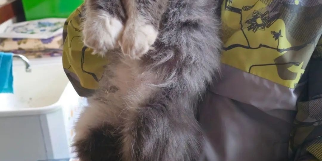 Кошка, потерявшая котят