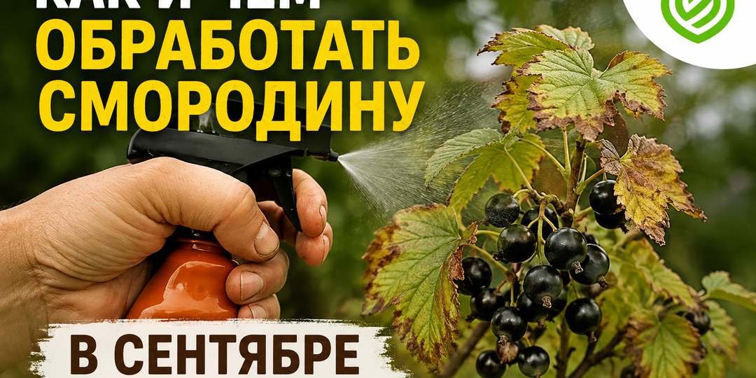 Как и чем обработать смородину в сентябре от вредителей и болезней