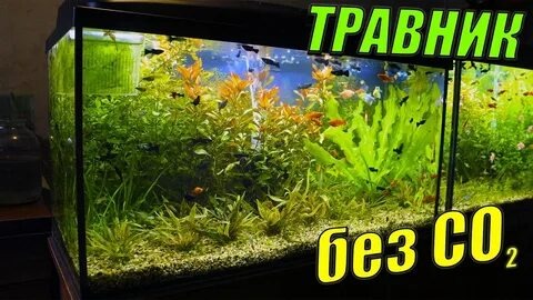 ТОП‑10 растений, не требующих CO₂: идеальные варианты для простого аквариума