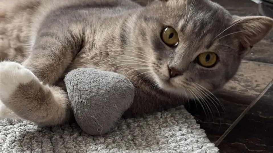 🐱 Ищем дом милой кошечке Марте