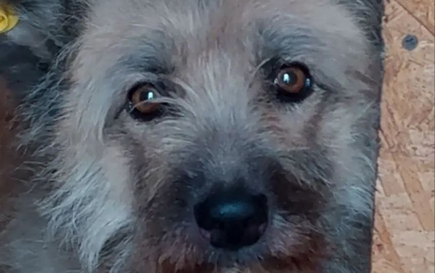 Наши хвостики жалуются, плачут, и мы плачем глядя на них...😢