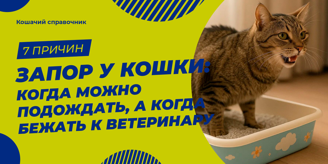 Запор у кошки: когда можно подождать, а когда бежать к ветеринару