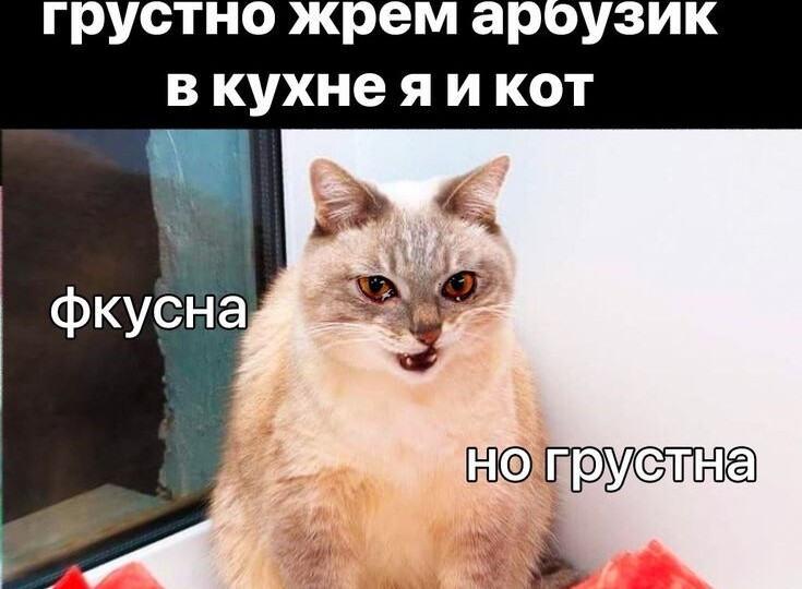 Пушистый юмор от забавных котиков