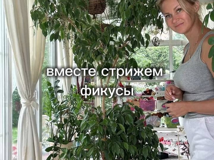 Как вам такая форма фикуса?