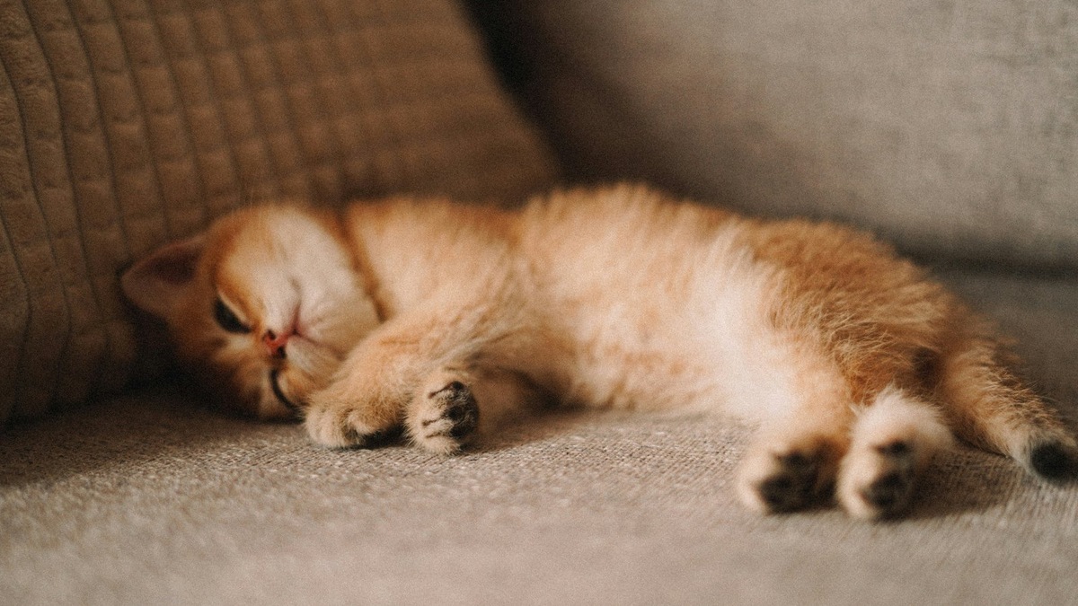    Некоторые кошки спокойнее относятся к отсутствию хозяина дома