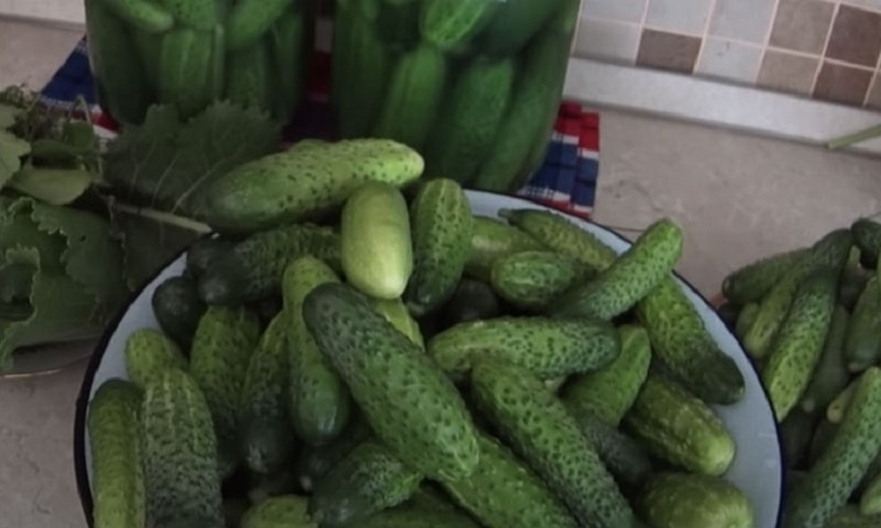Квашеные бочковые огурцы в банках под капроновой крышкой: вкус из детства
