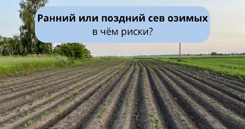 Срок сева озимых — всегда баланс между двумя рисками
