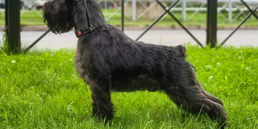 🐕 Собака уверена, что ты тоже собака. Просто очень странная.