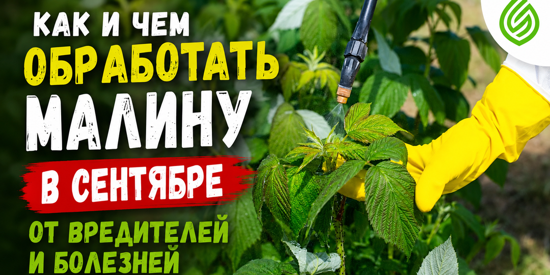 Как и чем обработать малину в сентябре от вредителей и болезней