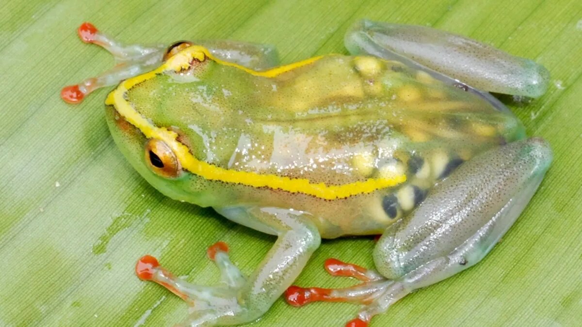 ��������: nationalgeographic.com