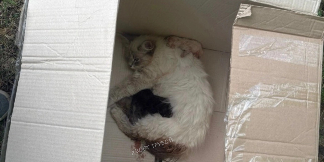 Брошенная кошка котилась прямо на дороге на глазах у всего двора. "Залить, зачем эти проблемы?" - экспертное мнение с лавки.