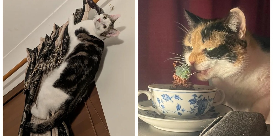 30 котиков, у которых нет чувства вины