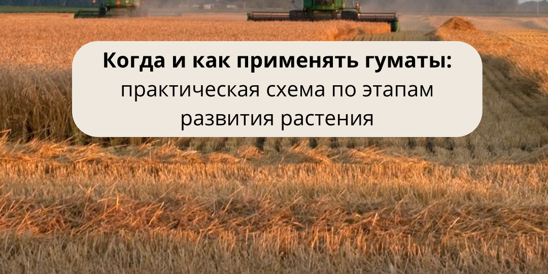 Когда и как применять гуматы: практическая схема по этапам развития растения