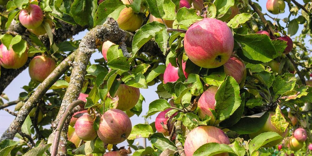 🌳 Яблоня после урожая: 9 вещей, которые стоит сделать в сентябре, пока сад еще не уснул