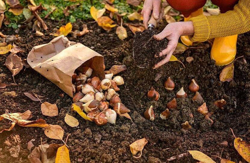 🌷 Луковичные в сентябре: что посадить сейчас, чтобы весной сад проснулся цветами