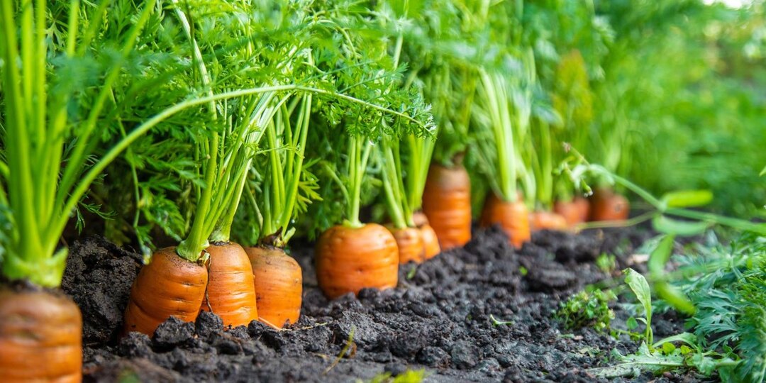 🥕 Морковь в сентябре: когда пора выкапывать и как не испортить урожай