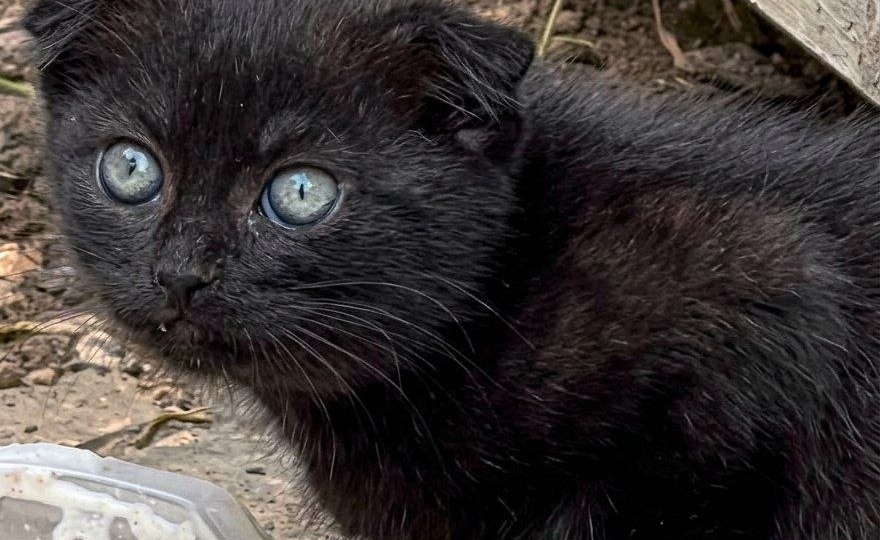 🆘 Котята выживают на улице! 🆘