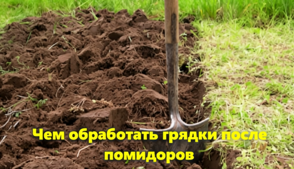 Чем обработать грядки после помидоров: От сидератов до подкормки