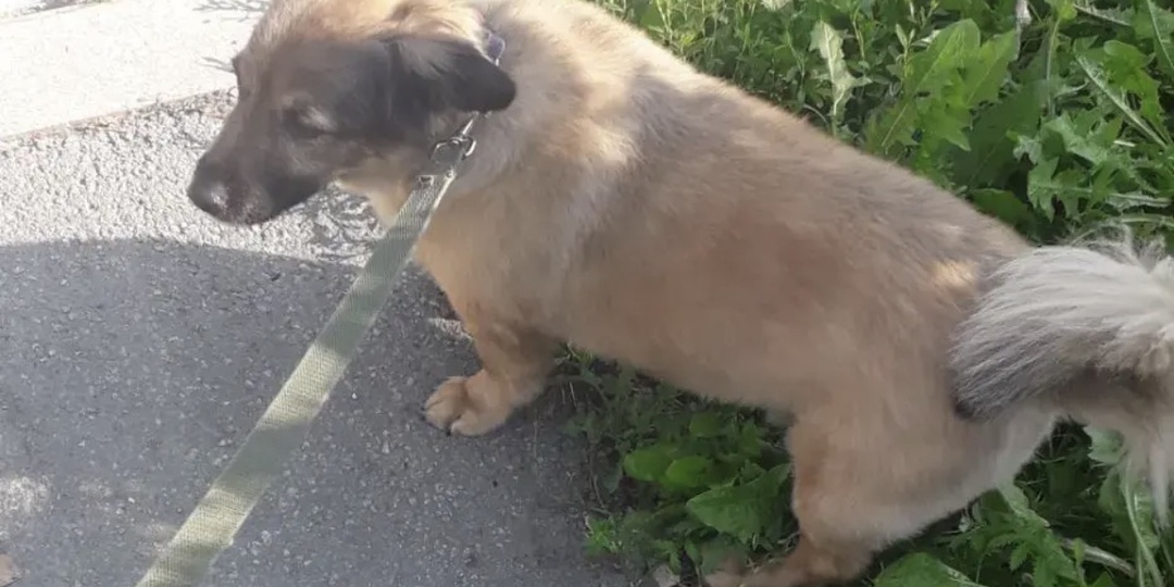 🐾 Привет из дома от Джери — маленькой собачки с большим сердцем