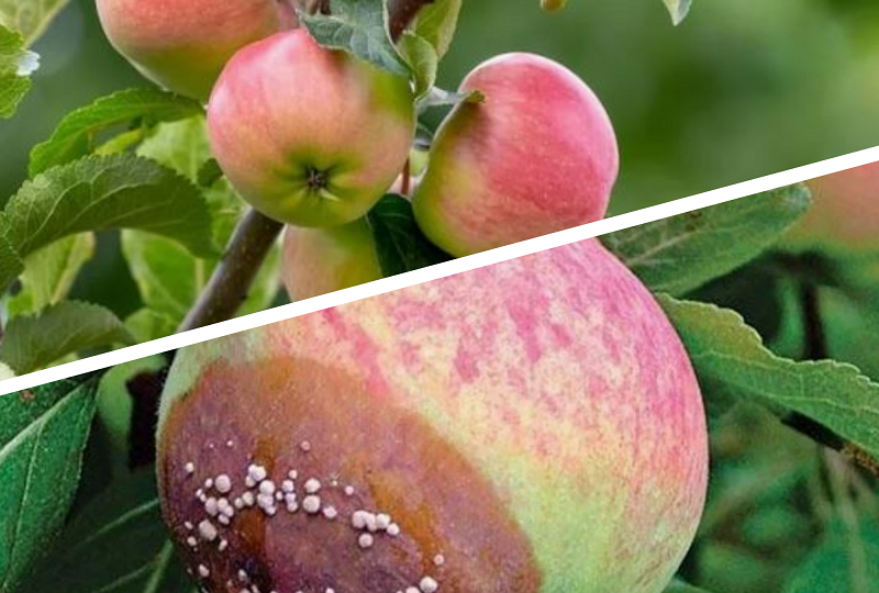 🍎 Осенью не спи: как я перестал кормить болезни и начал собирать яблоки без червей и гнили