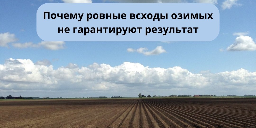После появления всходов у озимых начинается этап, который со стороны почти не заметен, но именно он определяет, как растение перезимует