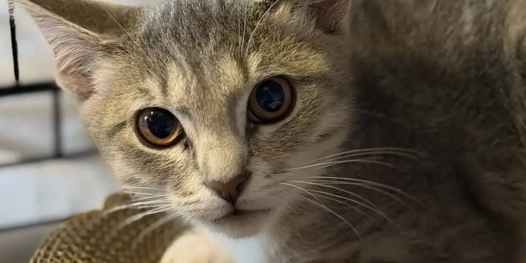 Помогите моим детям, люди 🙏🐈‍⬛️!