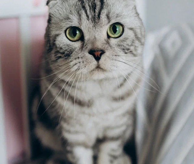 Почему кошки подходят к людям на улице