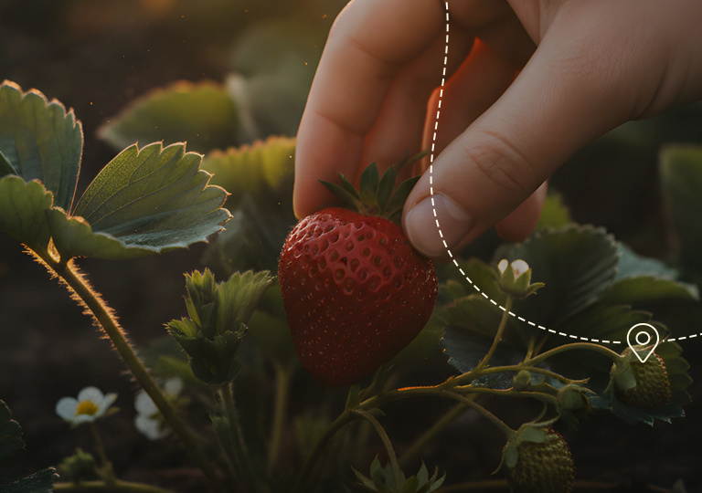 Куда поехать за ягодами 🍓