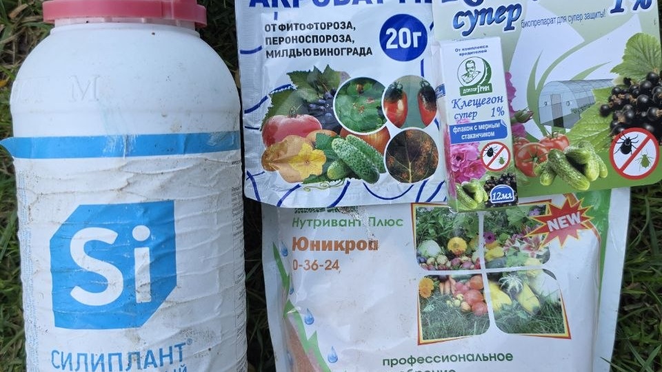 Не упустите момент! Осенний коктейль от болезней и вредителей, который спасёт Ваши розы