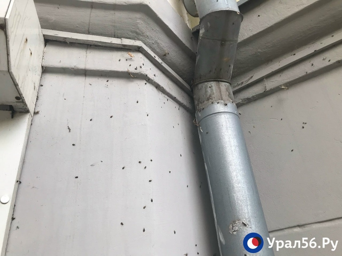    Орск атаковали желто-черные жуки. Причина – в жарком и сухом лете