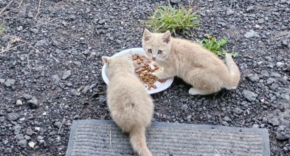 Маленькие персиковые котята ищут дом🏡