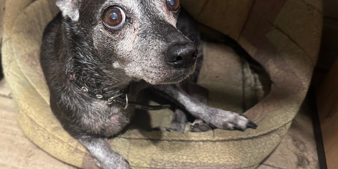 Дарина 🐾