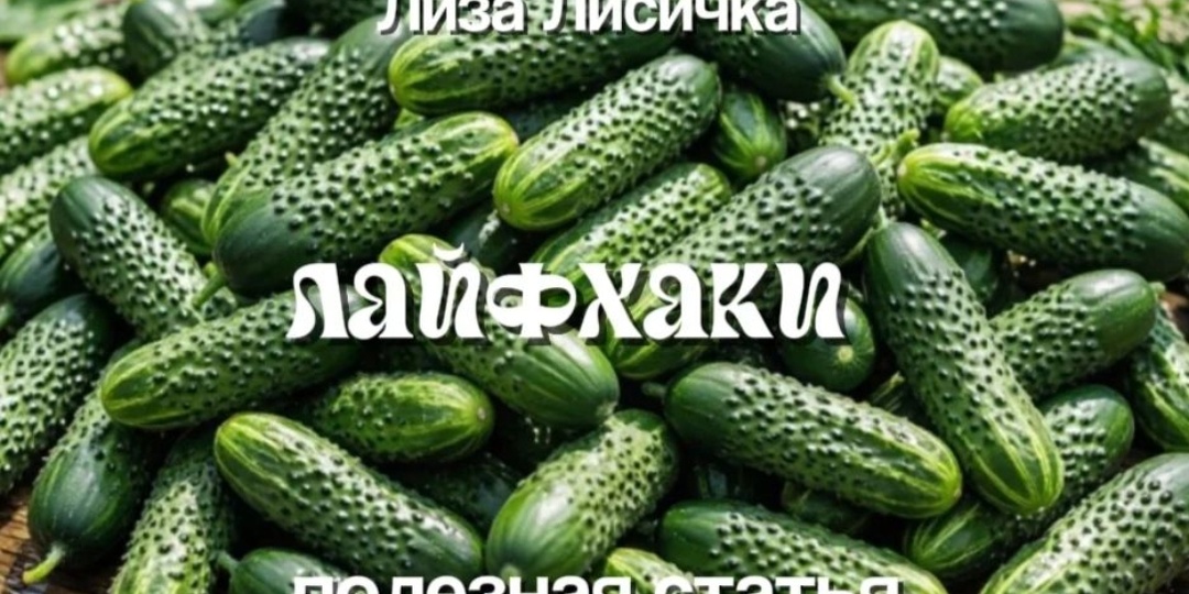 Хруст на всю зиму. 10 лайфхаков для идеальных закруток огурцов