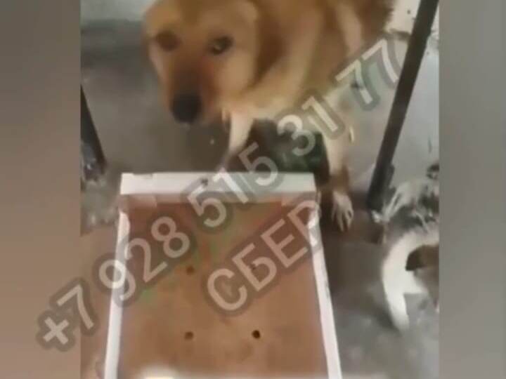 Бездомные и ничьи. Помогите им🙏🏻