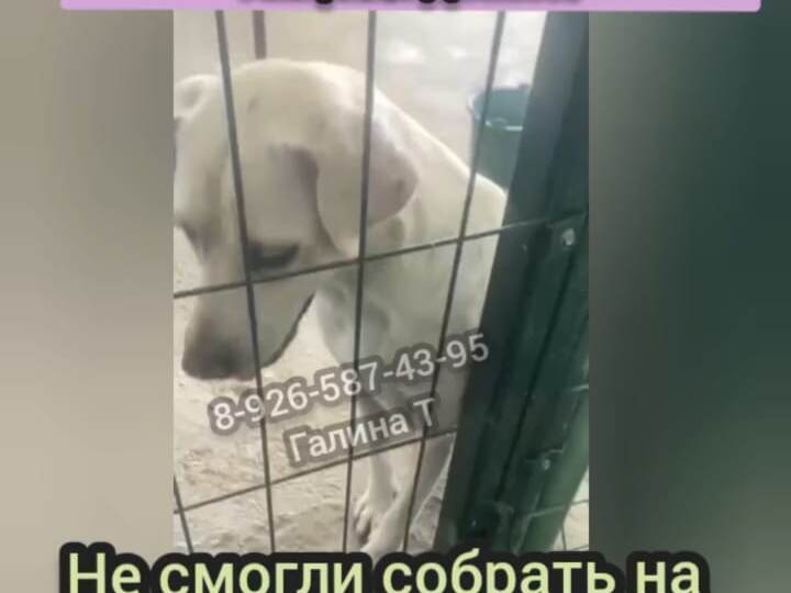 На лабриков не собрали, помогите🙏🏻