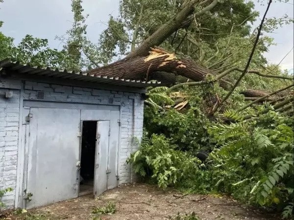 ❗️Огромный тополь упал на крыши трех гаражей в Ростове