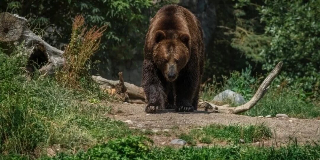 Звериная аномалия. Почему медведи на Урале стали чаще выходить к людям