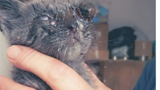 Экстренная ситуация! Подобрали слепого котёнка
