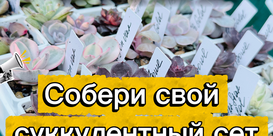 🌵 Суккуленты становятся главным трендом: как собрать свою коллекцию и не переплатить
