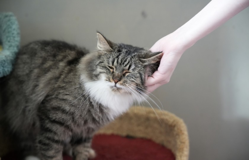 🐱Кошка из приюта: как установить доверительные отношения